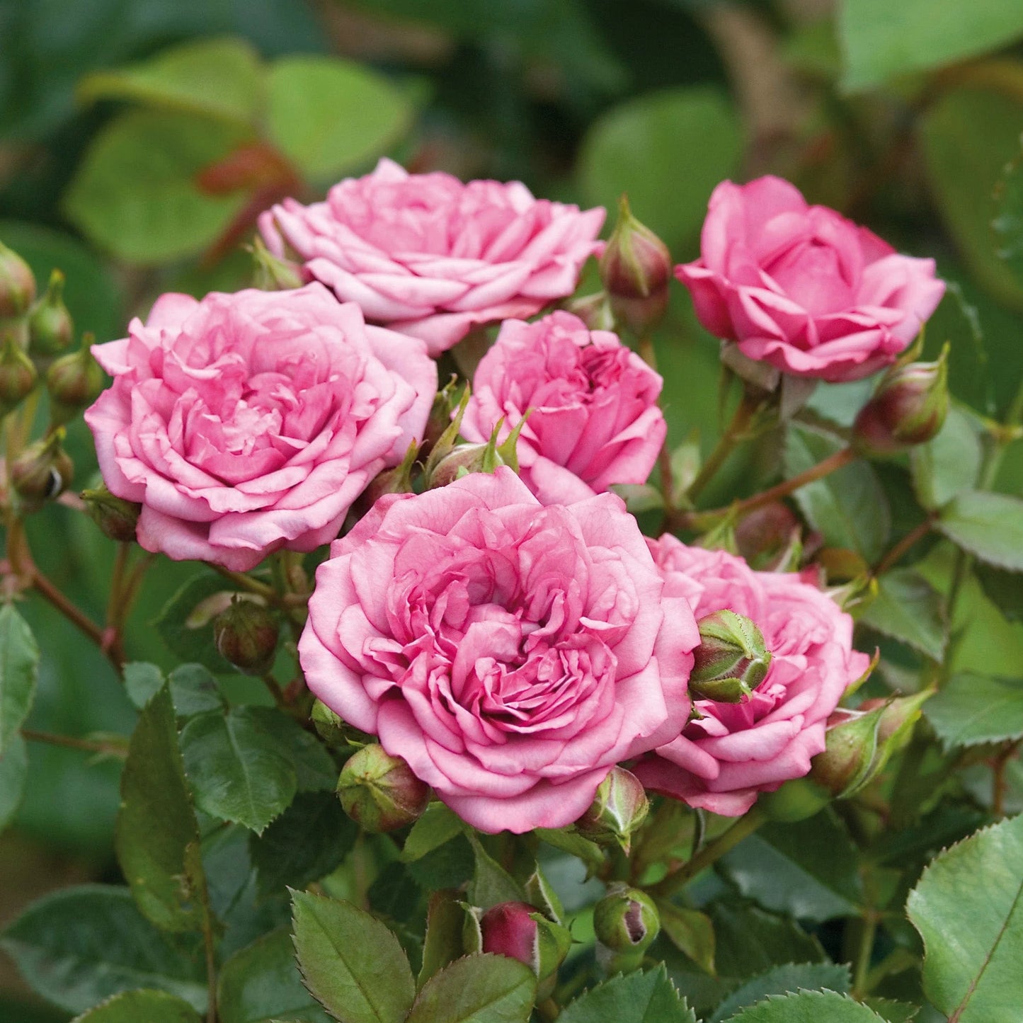 Rose Jewel Miniature Yellow (Rosa)