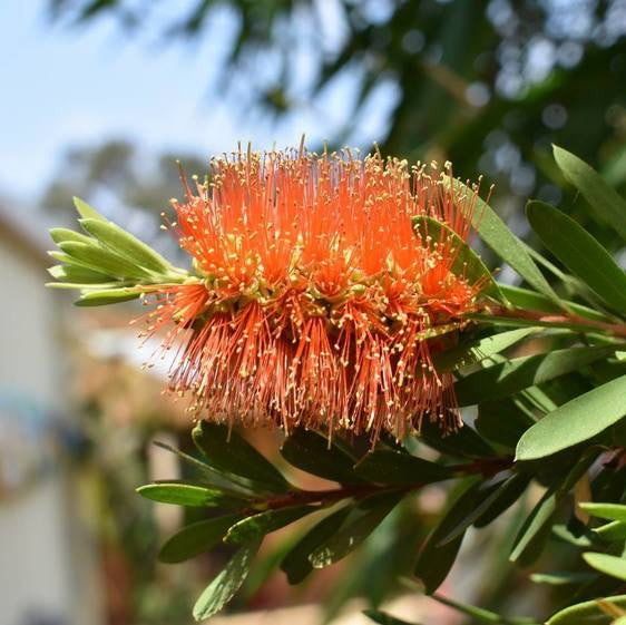 Bottlebrush Tangerine Dream (Callistemon) - Ladybird Nursery