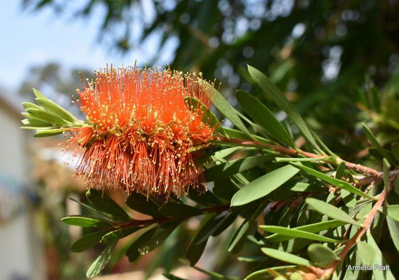 Bottlebrush Tangerine Dream (Callistemon)