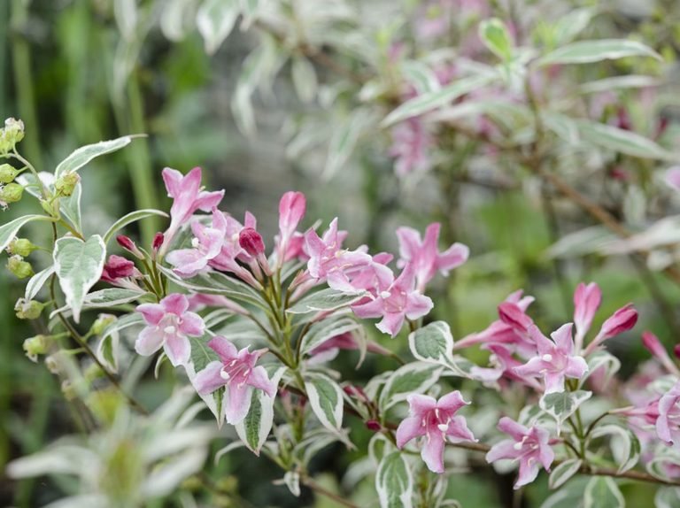 Variegated Weigela Variegata (Weigela florida) - Ladybird Nursery