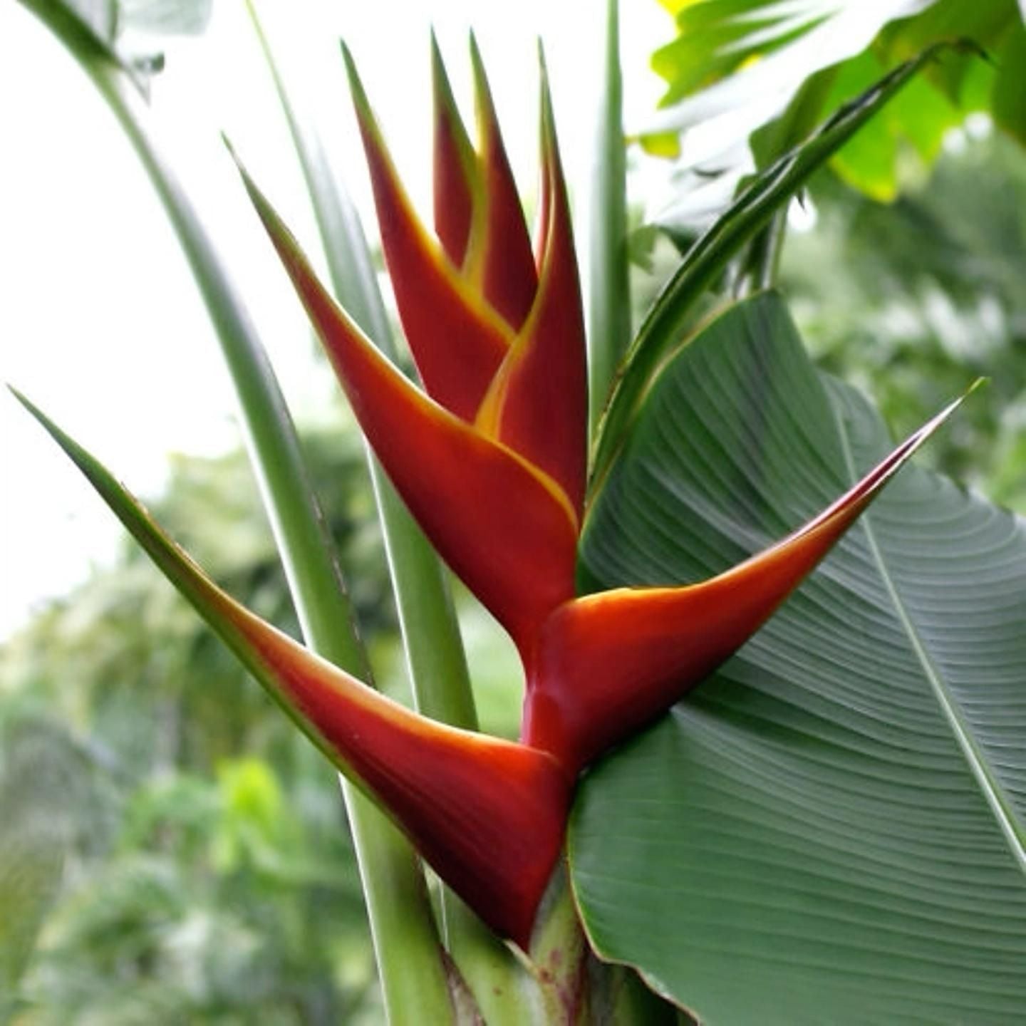 Heliconia bihai x caribaea 'Criswick'