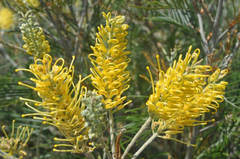 Grevillea Golden Yu-Lo