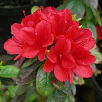 Azalea Wards Ruby - Ladybird Nursery