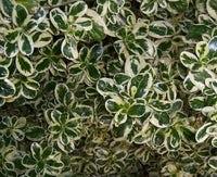 Coprosma Marble Queen