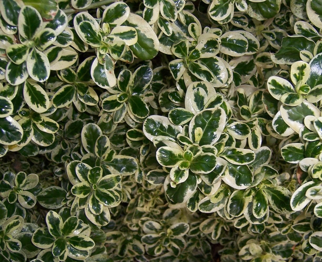 Coprosma Marble Queen - Ladybird Nursery