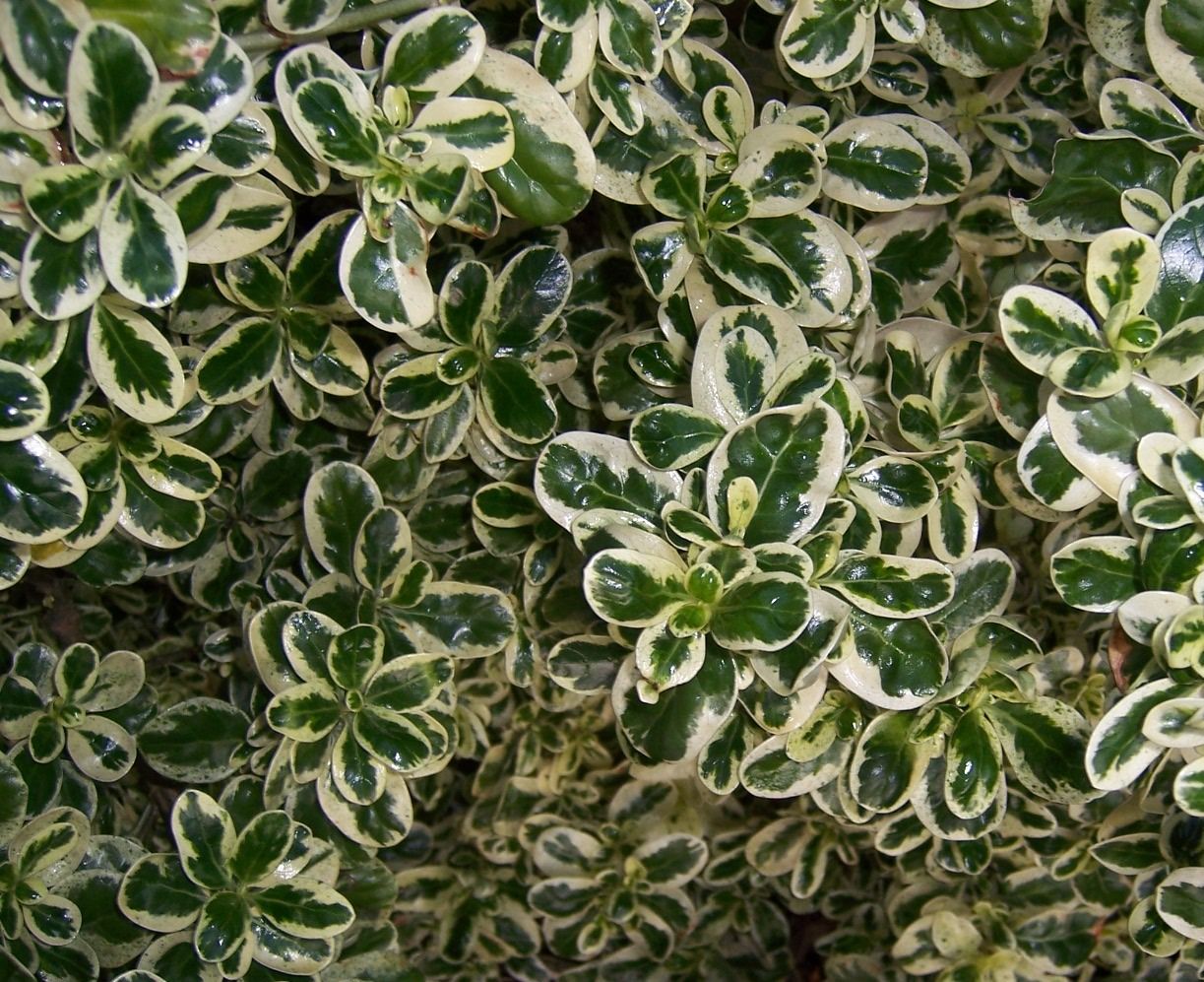 Coprosma Marble Queen
