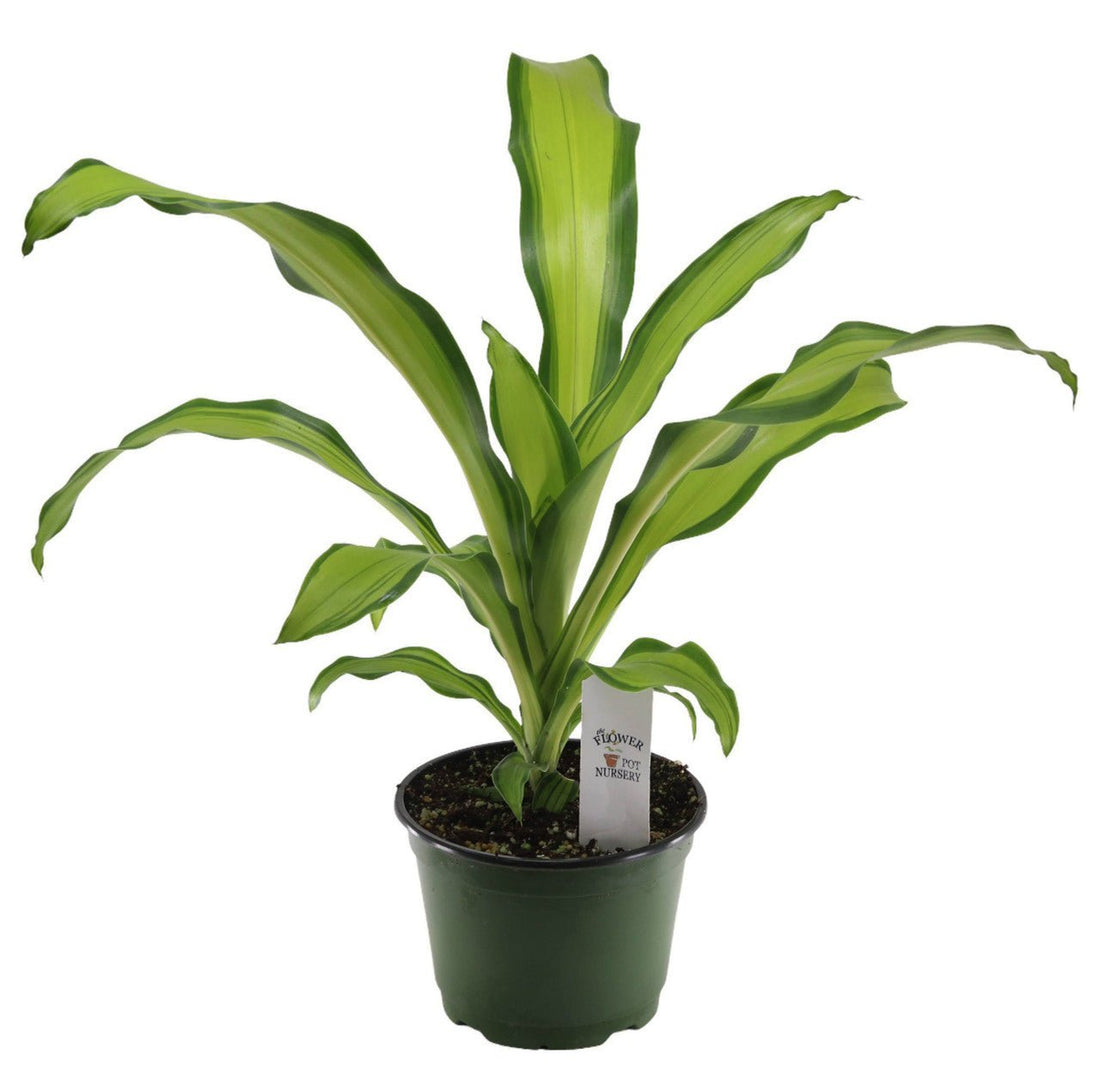 Corn Plant Marley (Dracaena fragrans) - Ladybird Nursery
