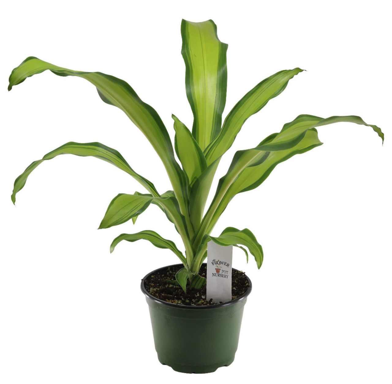 Corn Plant Marley (Dracaena fragrans)