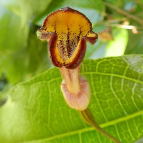 Richmond Birdwing Vine (Pararistolochia praevenosa) - Ladybird Nursery
