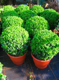 Boxwood Shaggy Box (Buxus bodinirii)