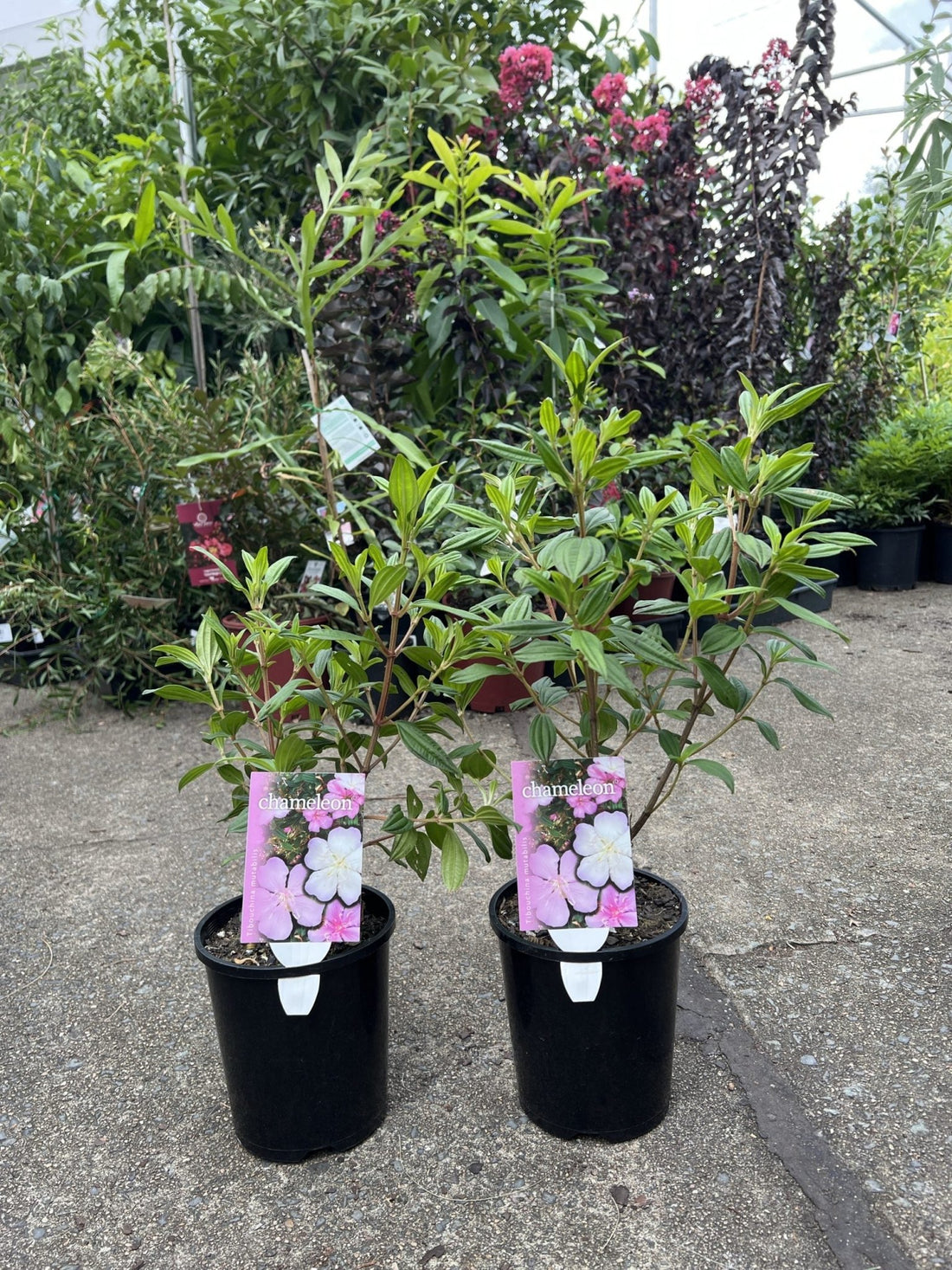 Tibouchina Chameleon - Ladybird Nursery