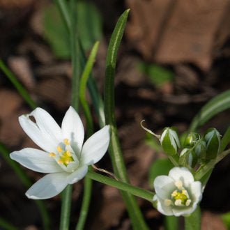 Star of Bethlehem Multi planted (Ornithogalum) - Ladybird Nursery