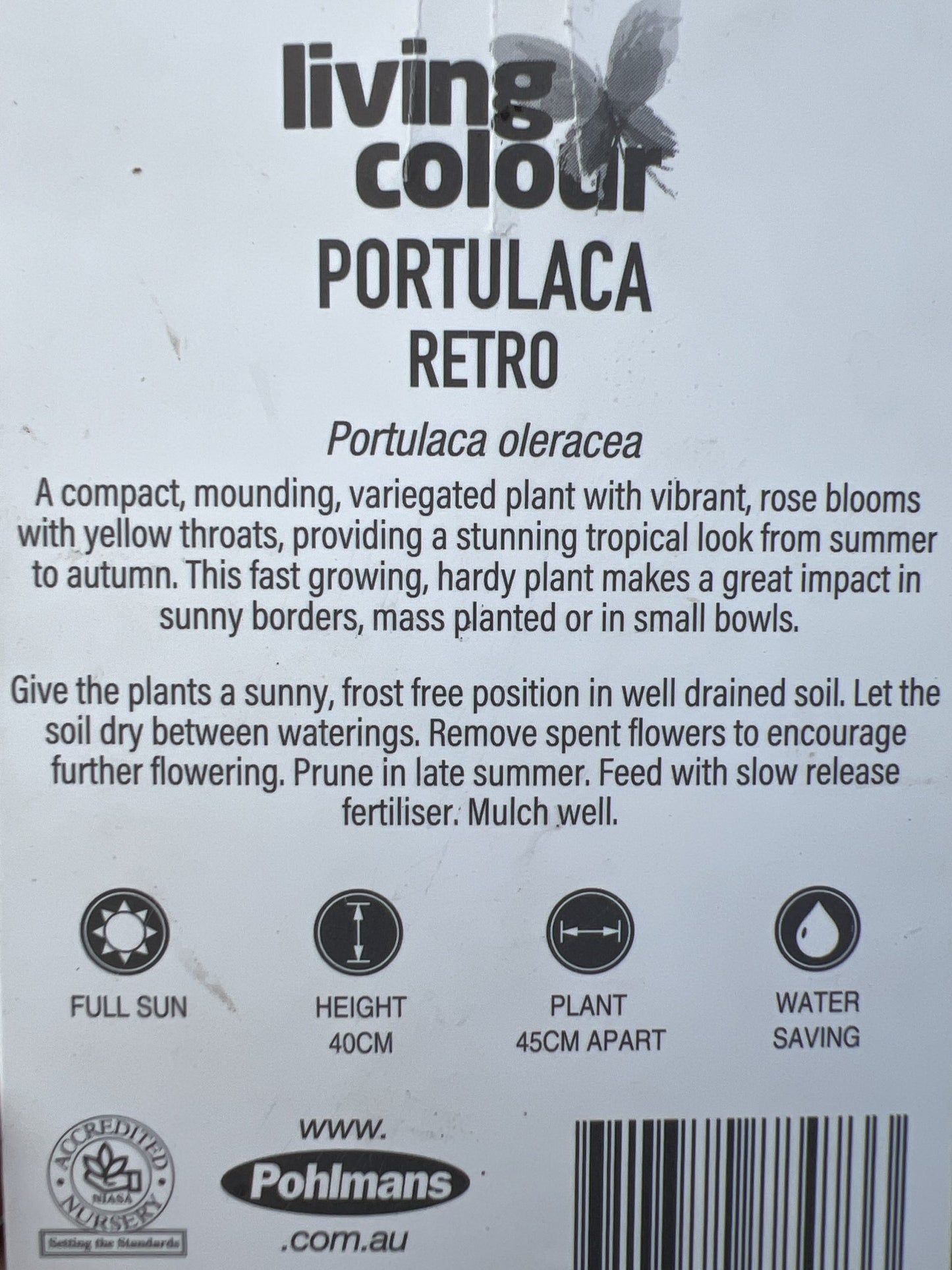 Portulaca Retro 140mm