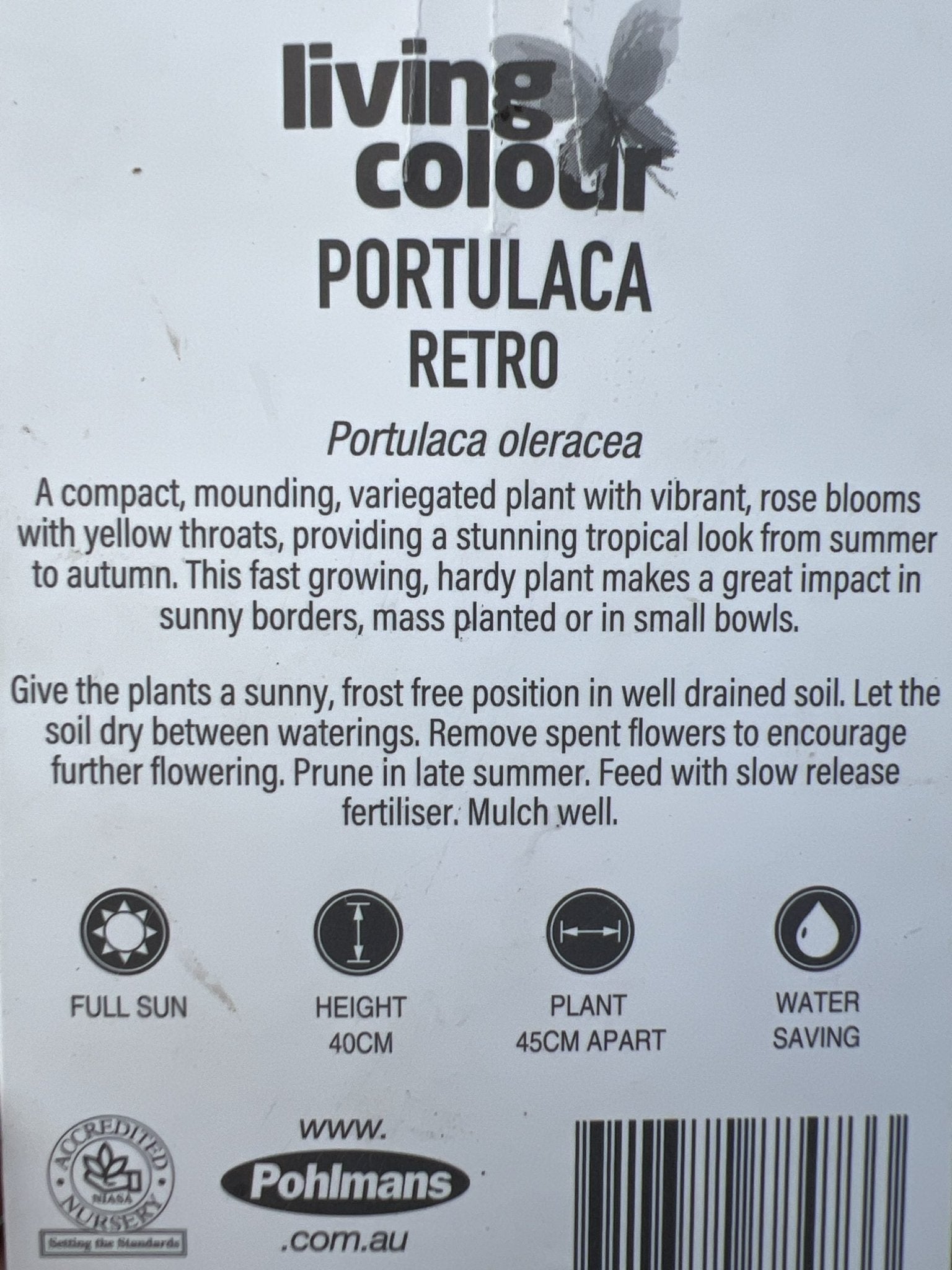 Portulaca Retro 140mm - Ladybird Nursery
