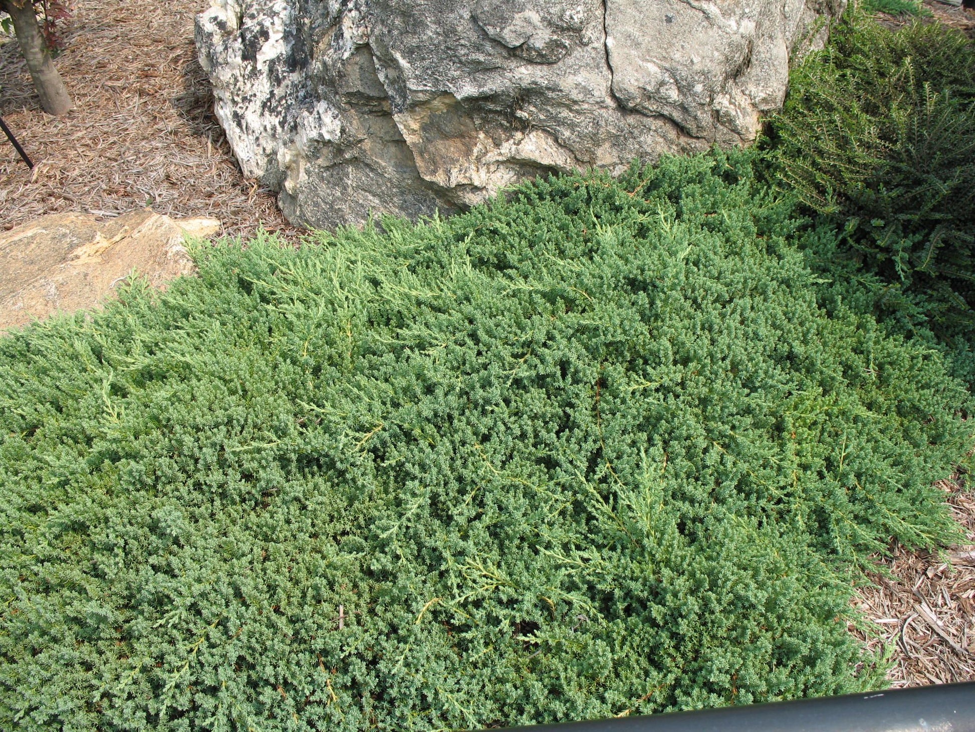 Japanese Juniper Lutchuensis Creeping (Juniperus taxifolia)