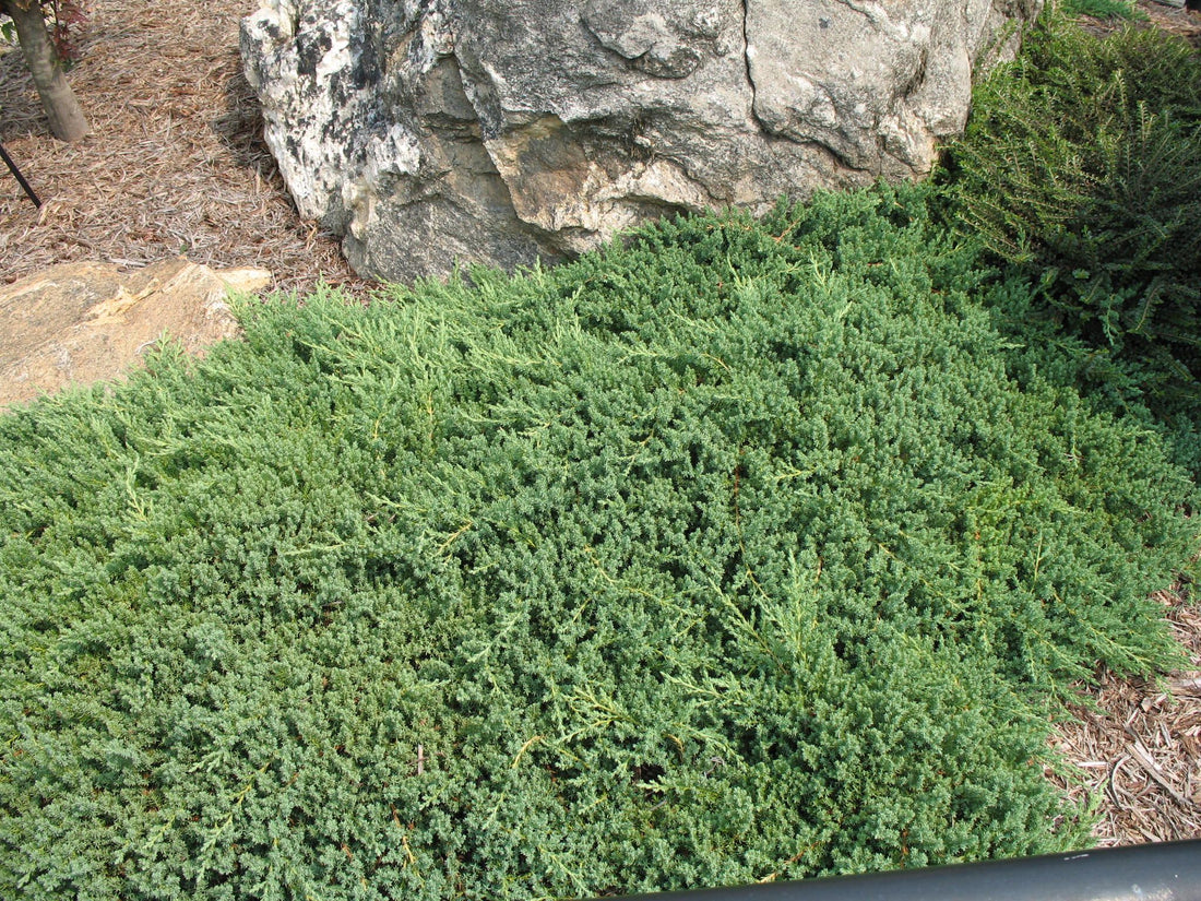Japanese Juniper Lutchuensis Creeping (Juniperus taxifolia) - Ladybird Nursery