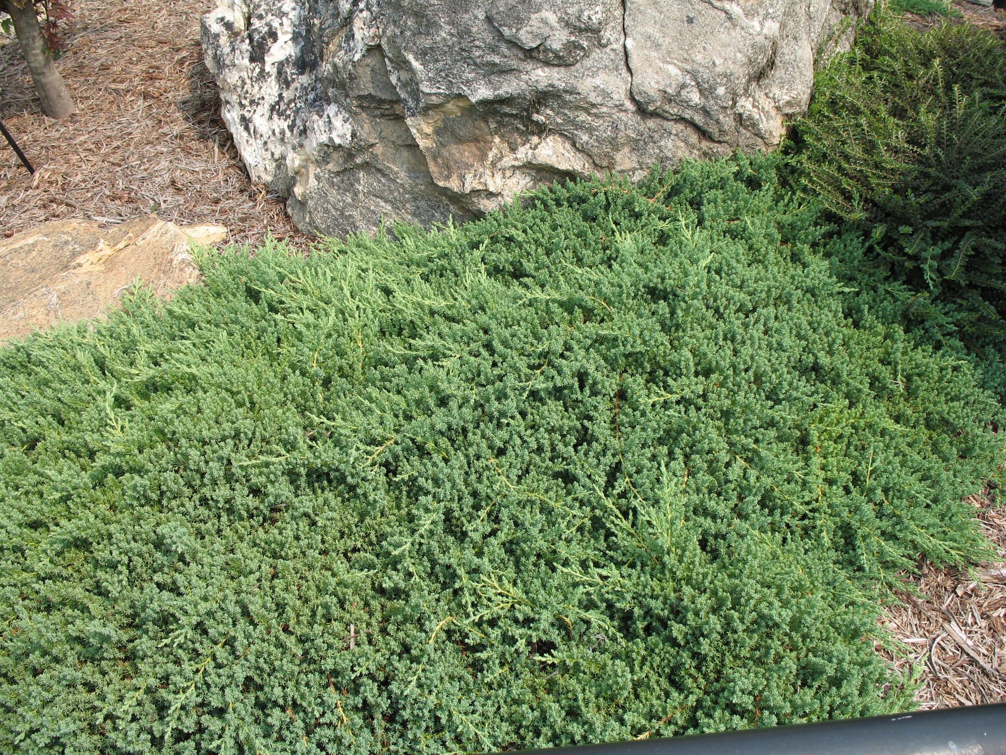 Japanese Juniper Lutchuensis Creeping (Juniperus taxifolia) - Ladybird Nursery