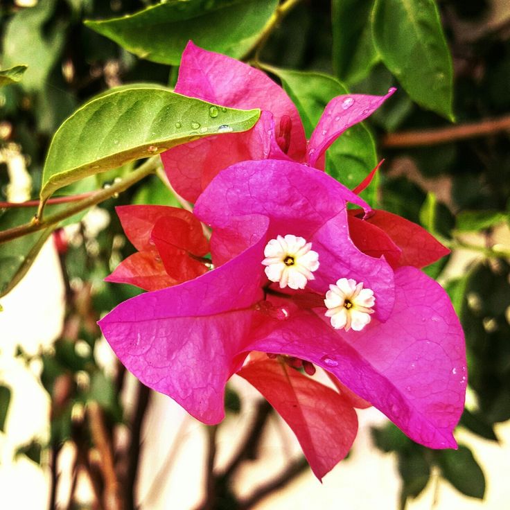 Bougainvillea Mrs Butt (Bougainvillea glabra)
