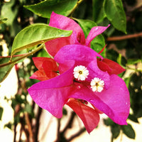 Bougainvillea Mrs Butt (Bougainvillea glabra)