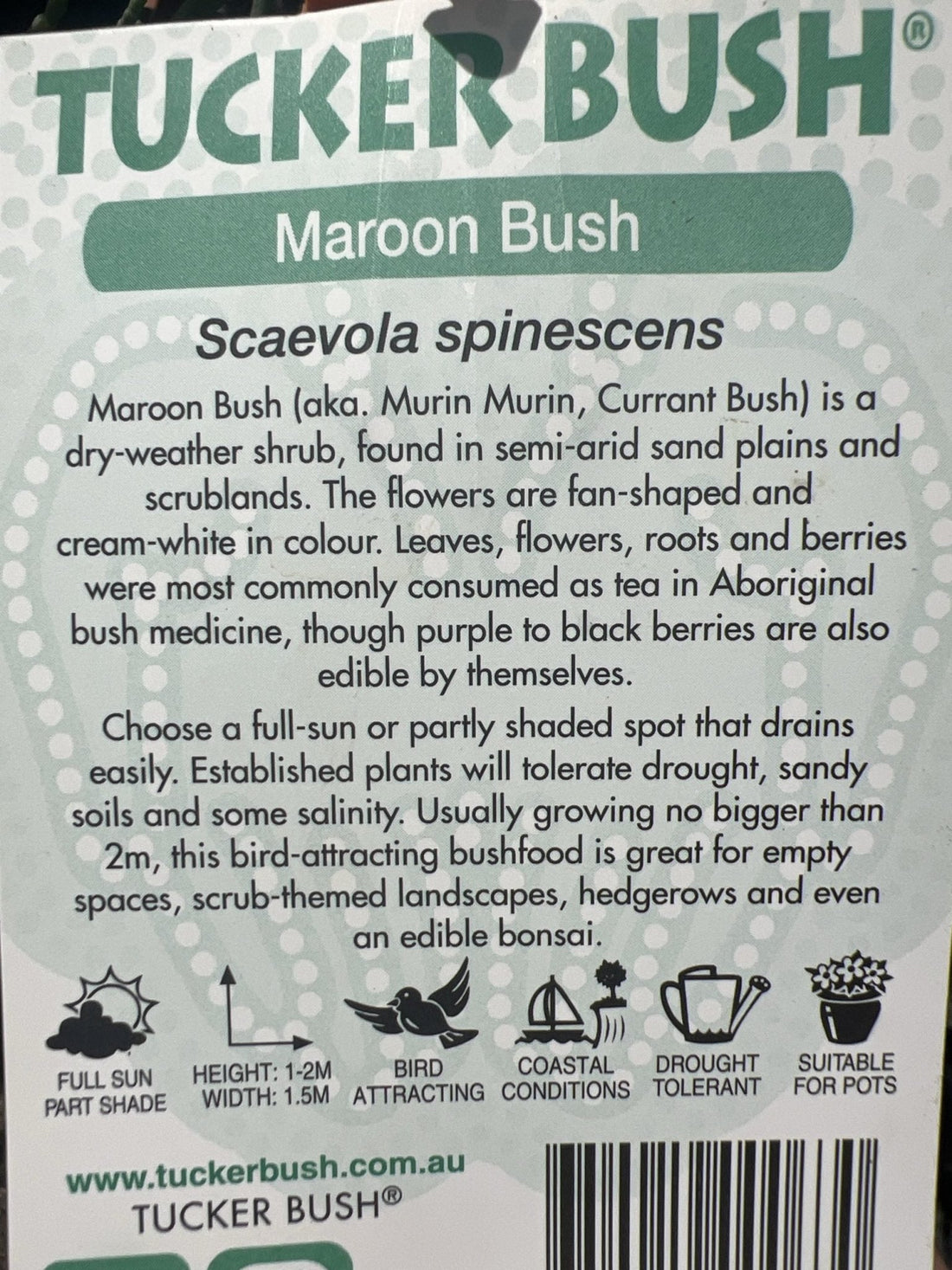 Tucker bush Maroon Bush (Scaevola spinescens) - Ladybird Nursery