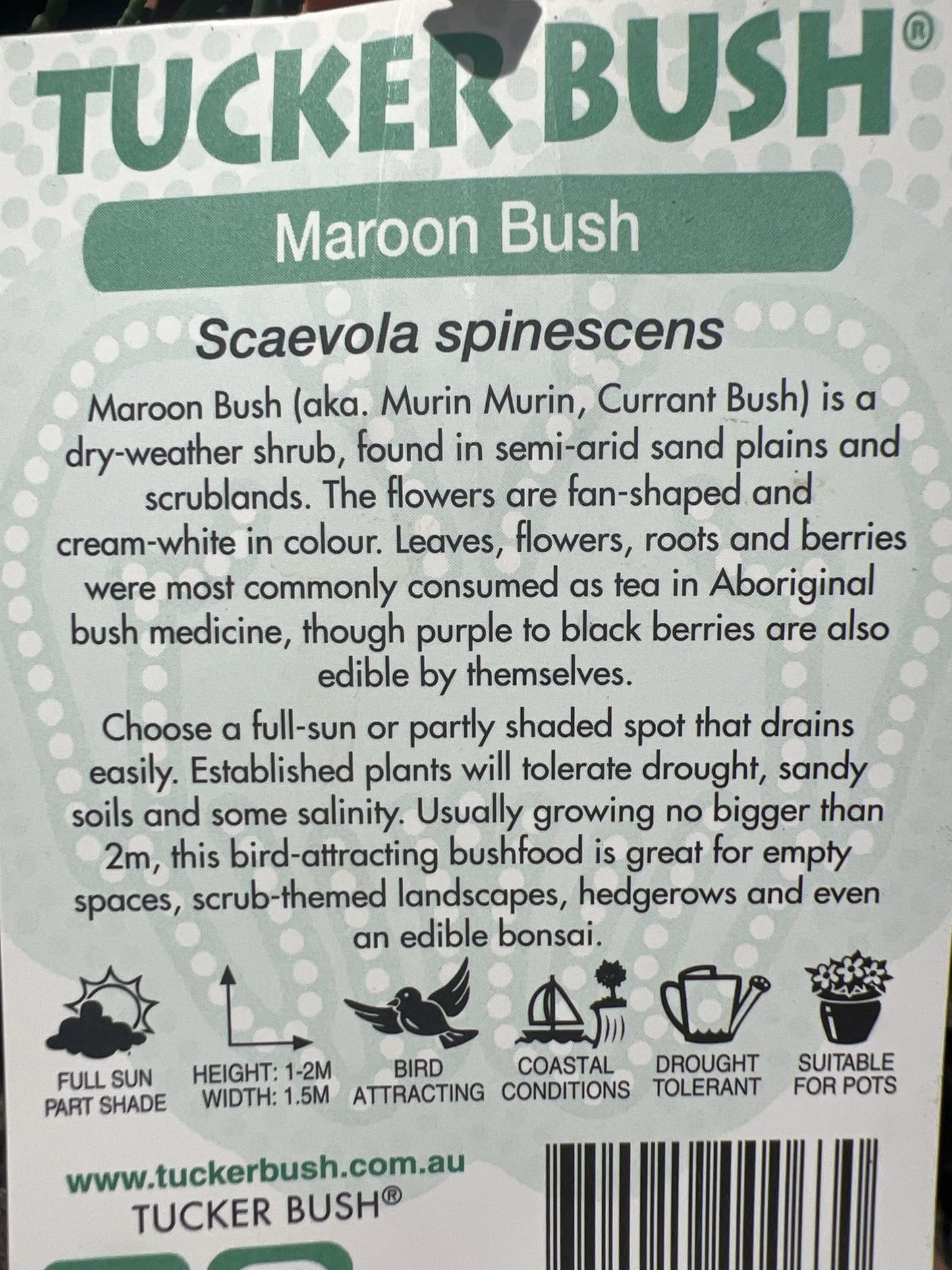 Tucker bush Maroon Bush (Scaevola spinescens)