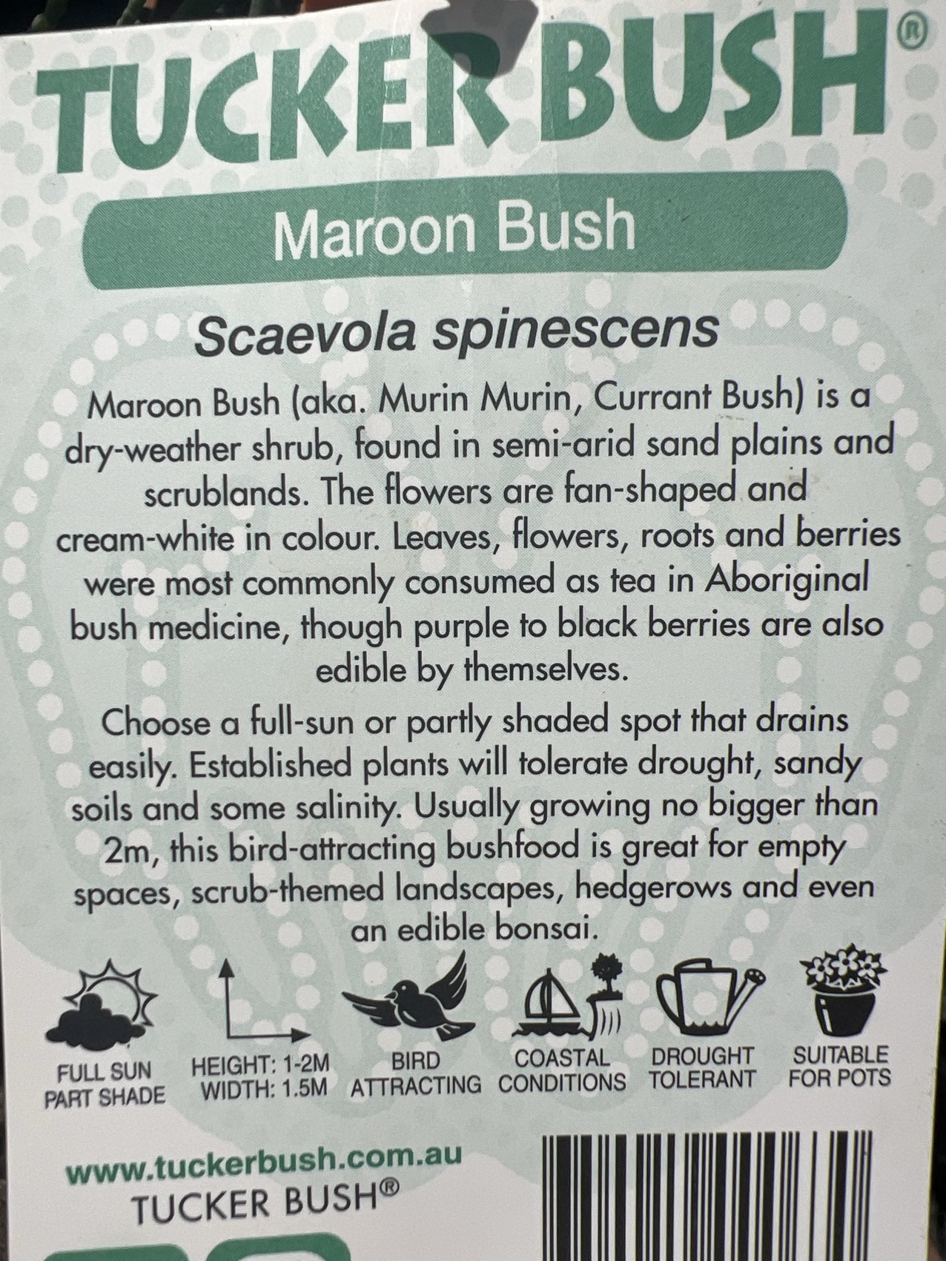 Tucker bush Maroon Bush (Scaevola spinescens)