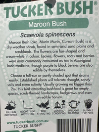 Tucker bush Maroon Bush (Scaevola spinescens)