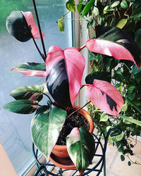 Philodendron 'Pink Princess'