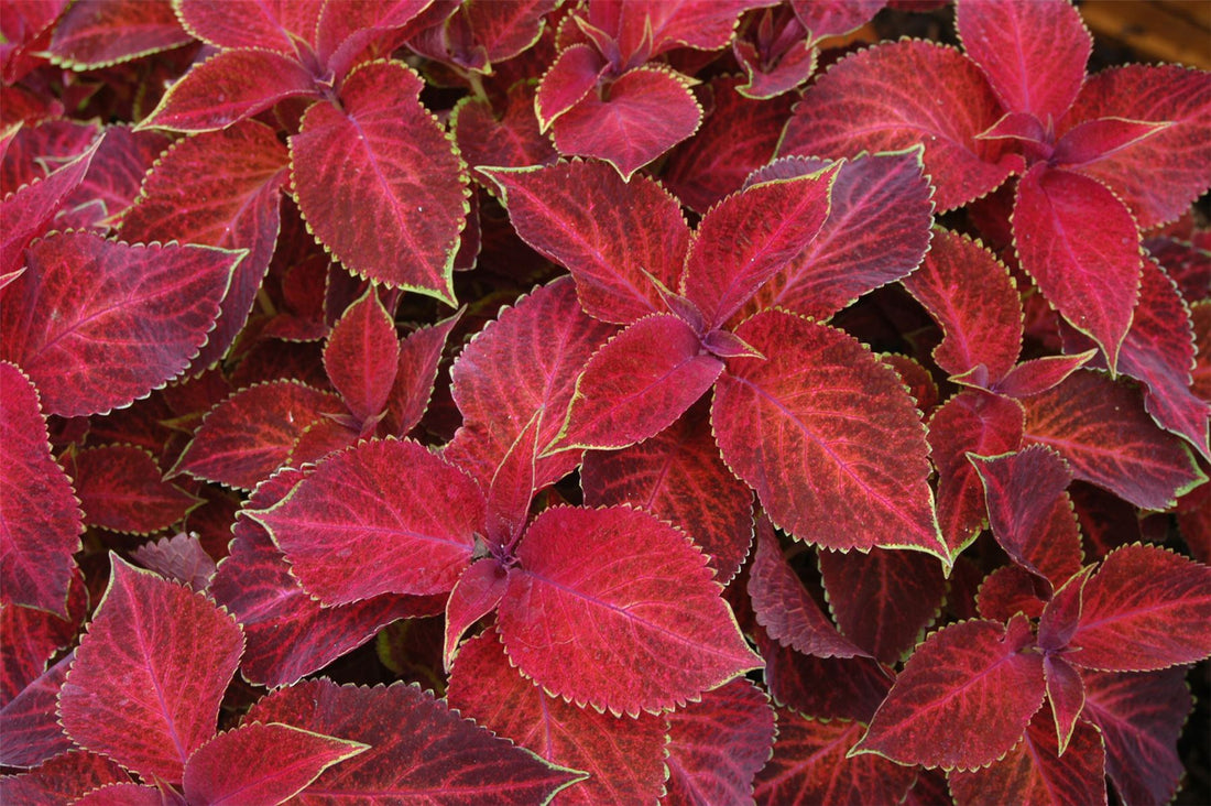Coleus Redhead - Ladybird Nursery