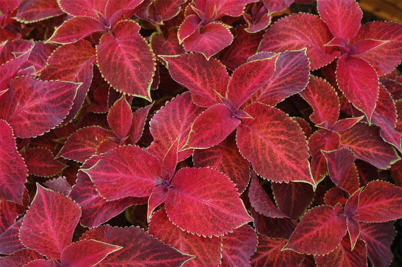 Coleus Redhead