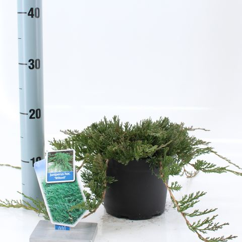 Creeping Juniper Wiltonii Glauca (Juniperus horizontalis) - Ladybird Nursery