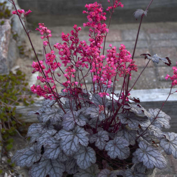 Heuchera Champagne