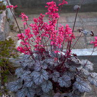 Heuchera Champagne