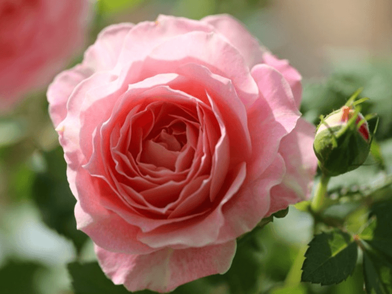 Rosa Terrazza® Neptune King (Rosa)