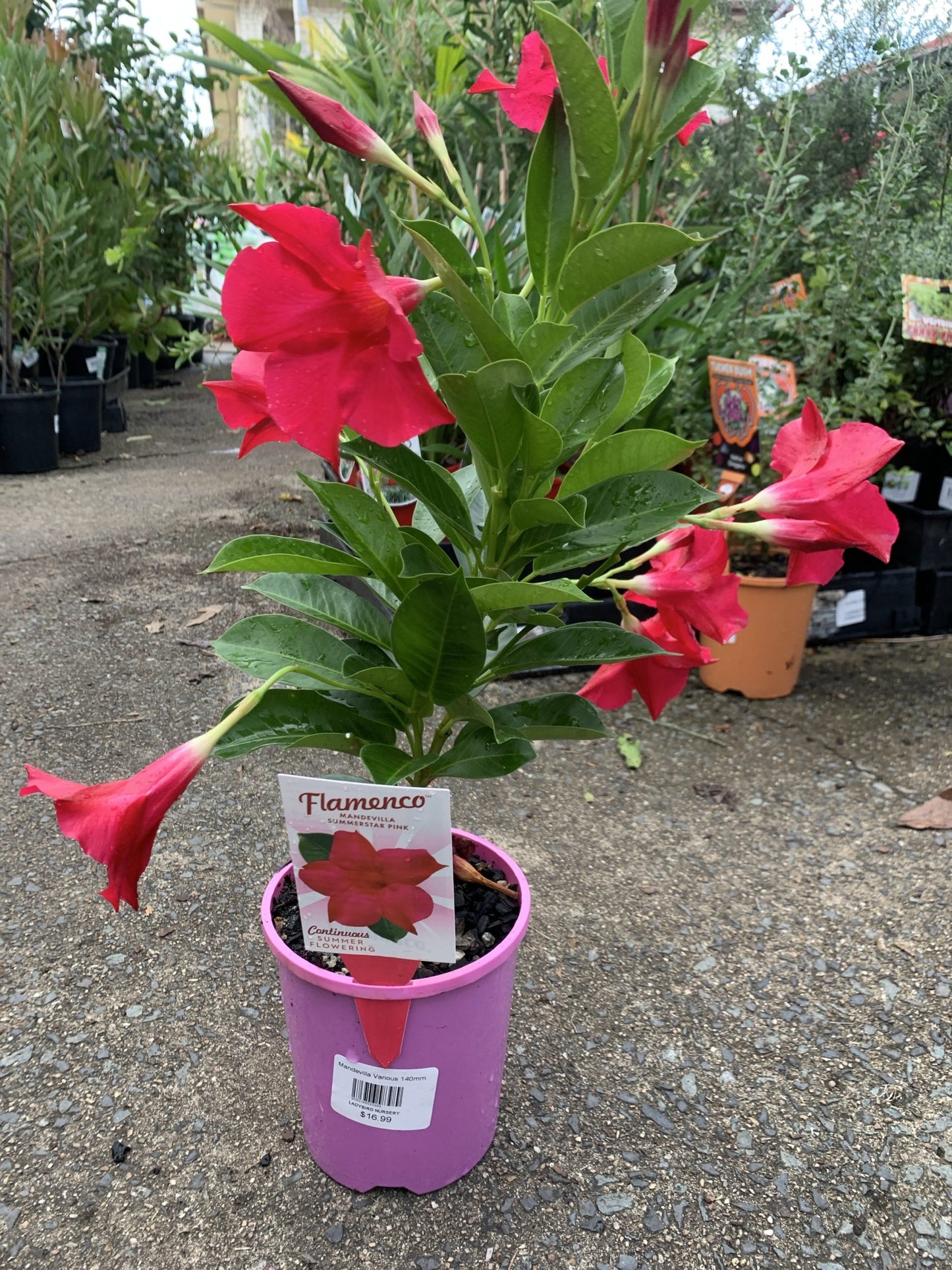 Mandevilla Summerstar Pink (Mandevilla sanderi)
