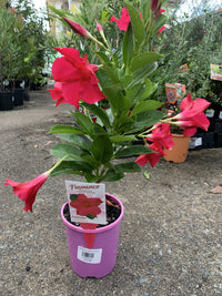 Mandevilla Summerstar Pink (Mandevilla sanderi)