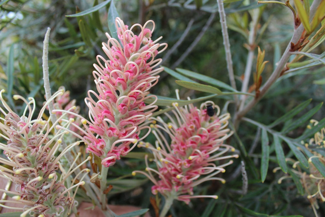 Grevillea Misty Pink - Ladybird Nursery