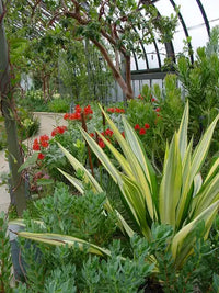 Mediopicta Mauritius Hemp (Furcraea foetida)