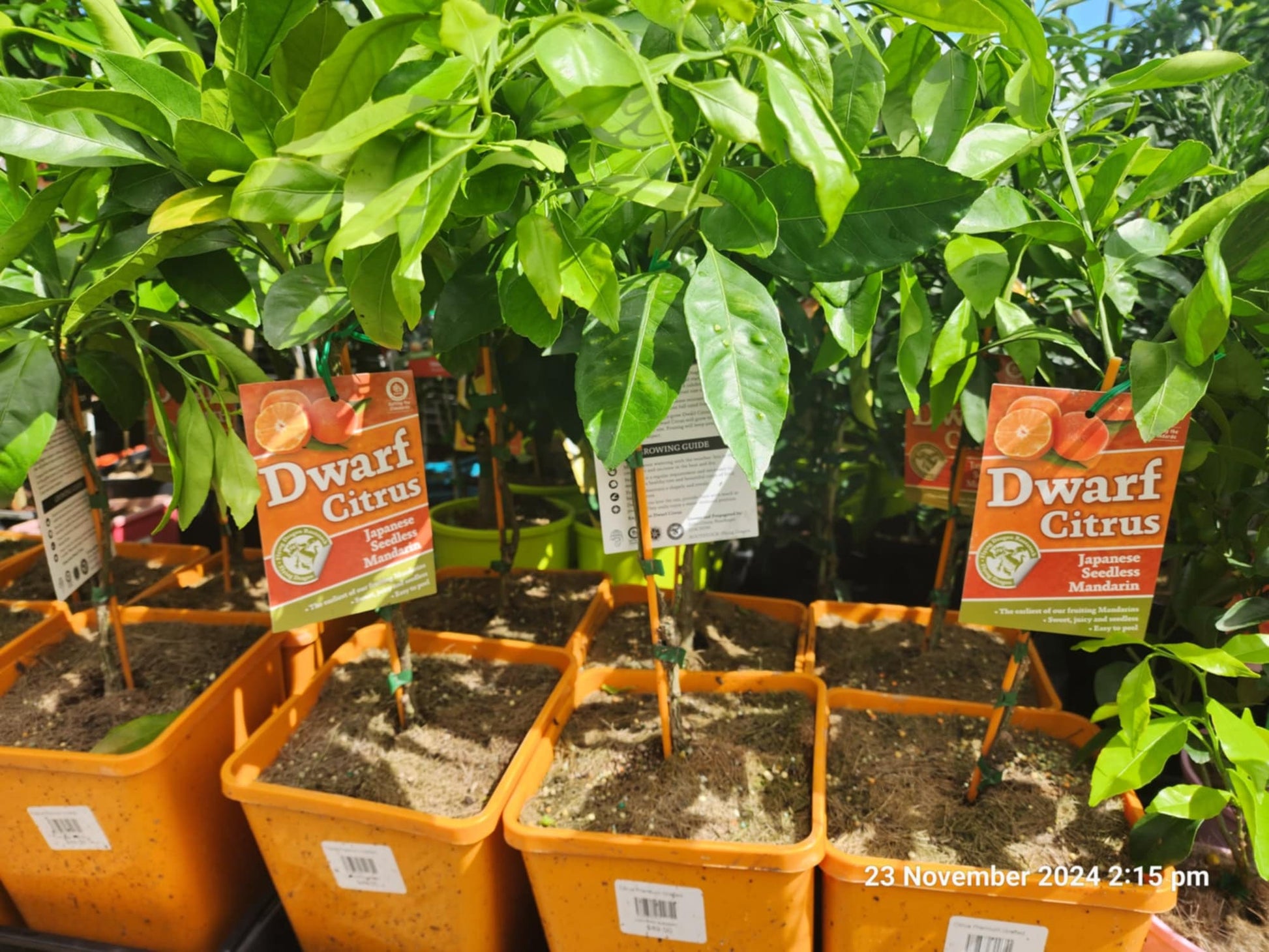 Dwarf Japanese Seedless Mandarin (QLD Only)