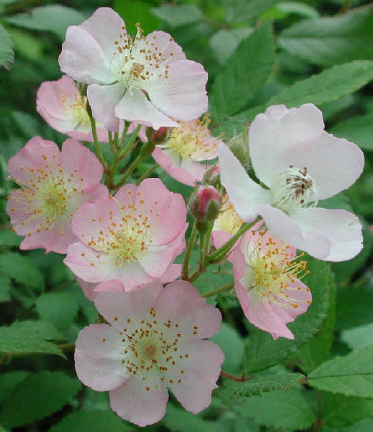 Rose Pink (Rosa multiflora) - Ladybird Nursery