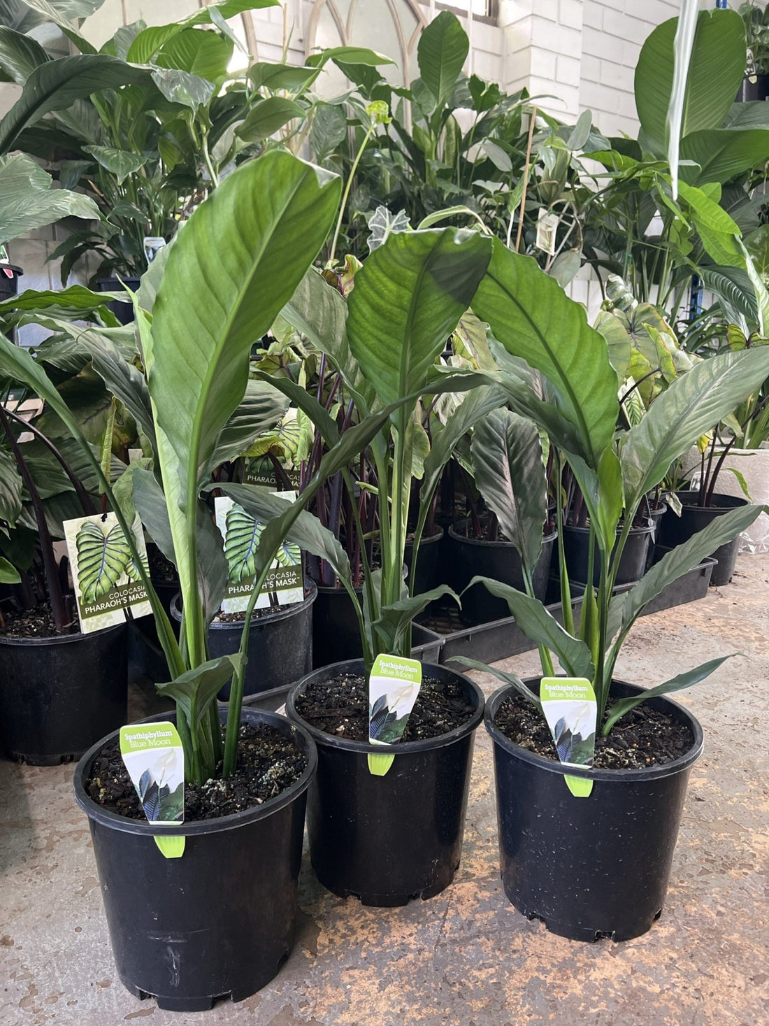 Peace Lily Blue Moon (Spathiphyllum) - 200mm Pot - Ladybird Nursery