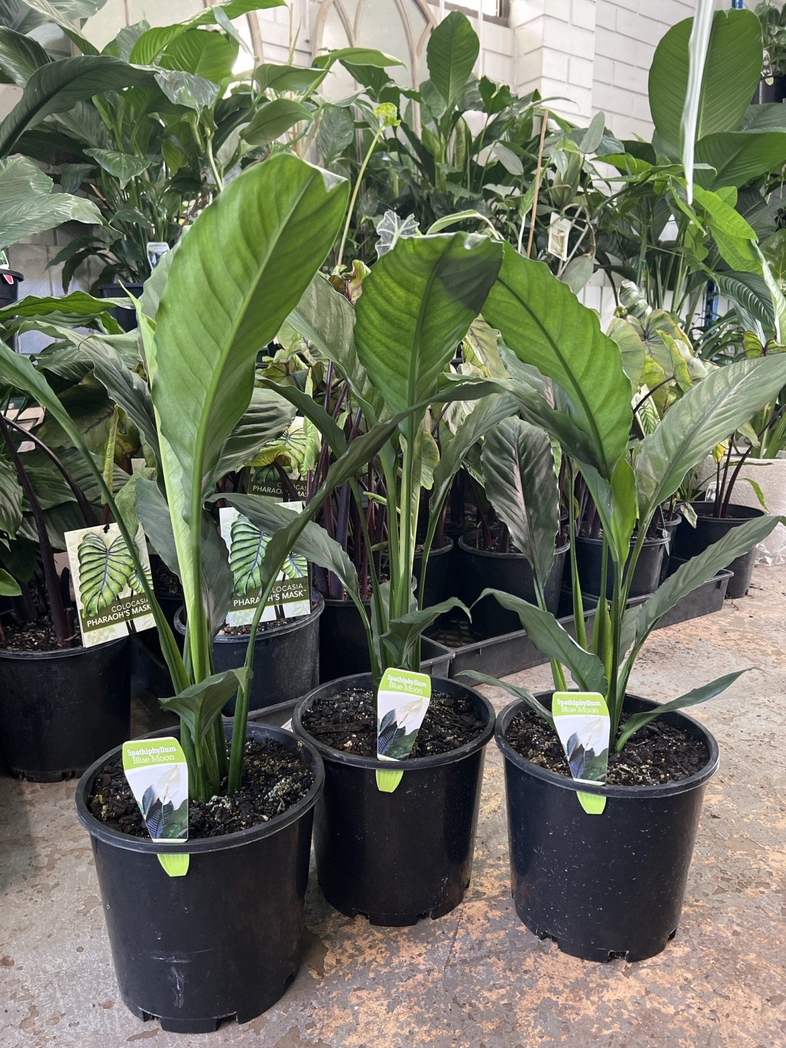 Peace Lily Blue Moon (Spathiphyllum) - 200mm Pot - Ladybird Nursery