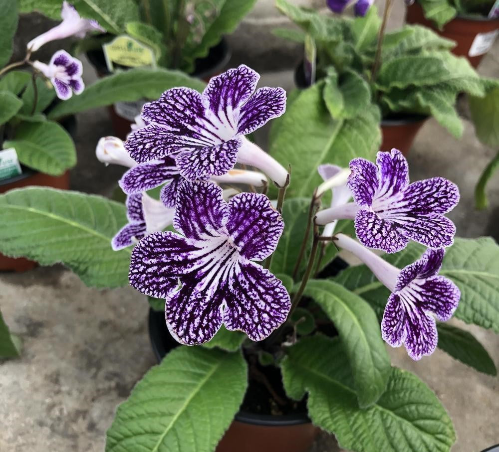 Streptocarpus Lady Slipper ‘Grape Ice’ (Cape Primrose)