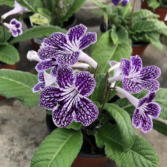 Streptocarpus Lady Slipper ‘Grape Ice’ (Cape Primrose) - Ladybird Nursery