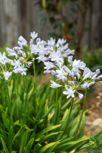 Agapanthus Baby Periwinkle (Dwarf Agapanthus)