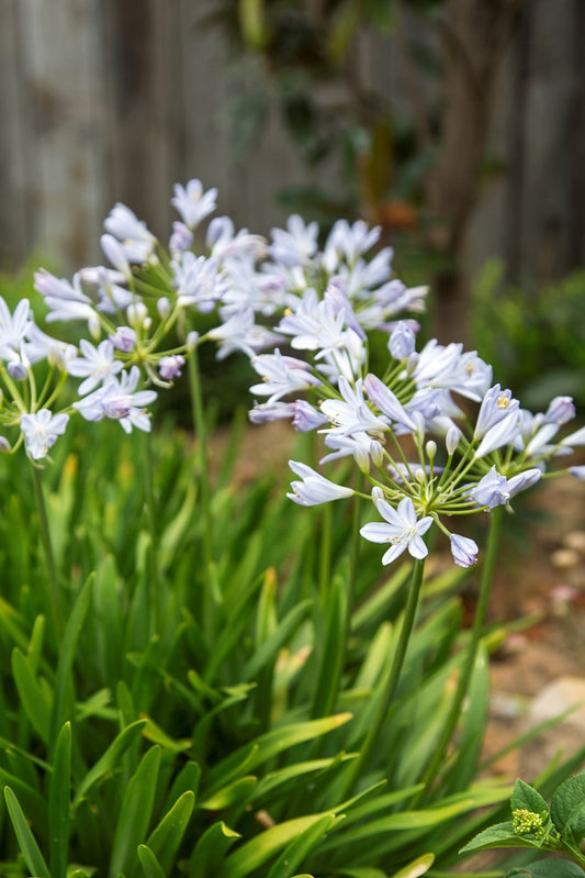 Agapanthus Baby Periwinkle (Dwarf Agapanthus)
