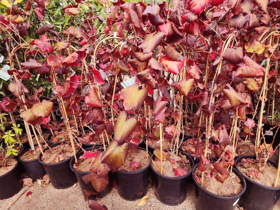 Ornamental Grape Vines