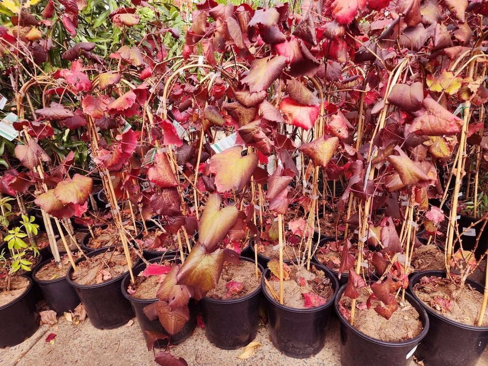 Ornamental Grape (Vitis vinifera) (QLD Only) - Ladybird Nursery