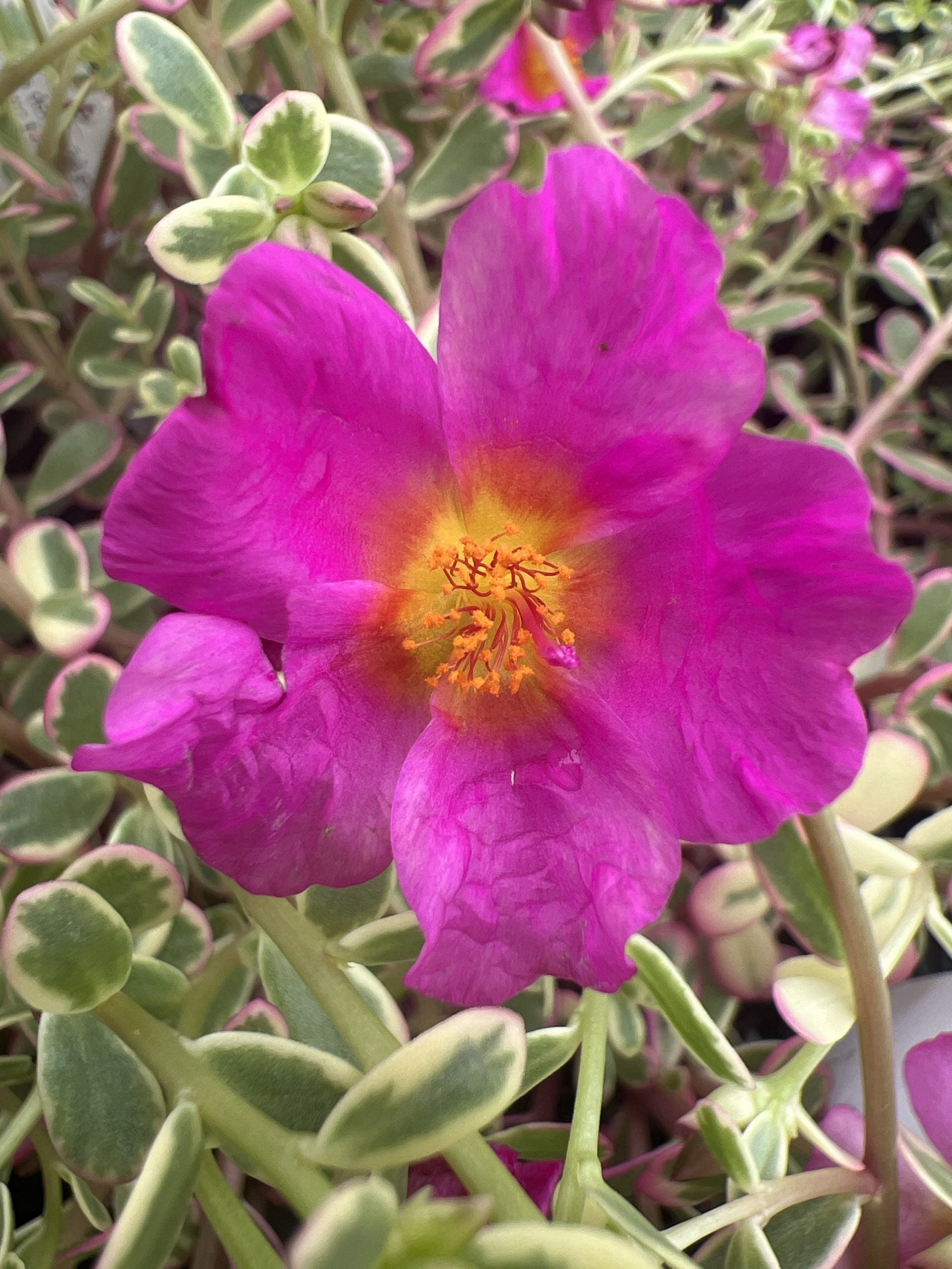 Portulaca Variegated 140mm