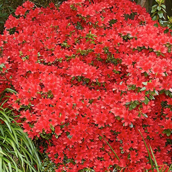 Azalea indica Red Robin